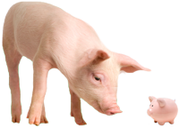 59c172f53434d_pigs2.png